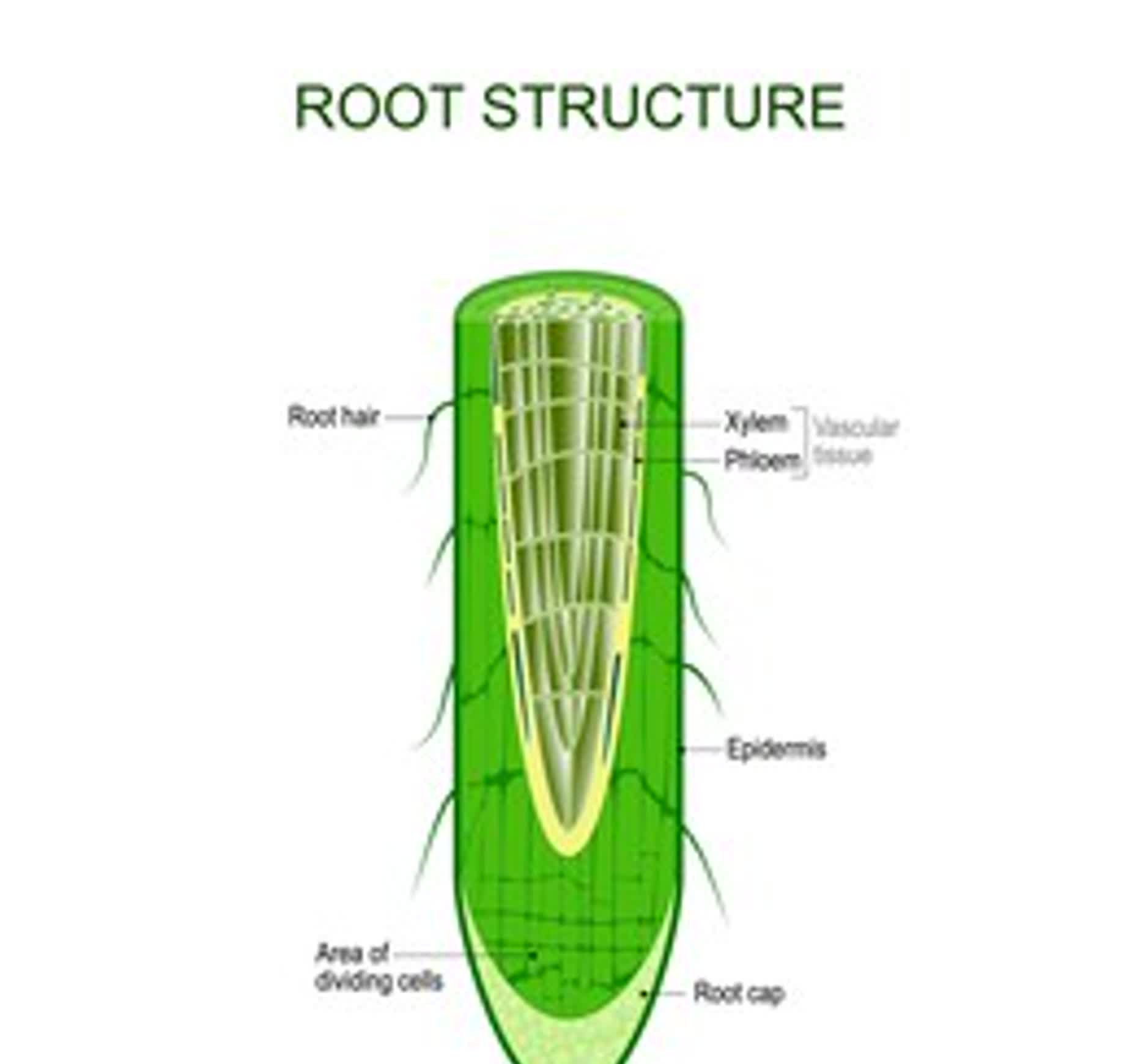 Xylem and phloem. biological structure scheme of inner vascular in