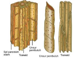 Gambar 5. Jenis-jenis jaringan parenkim www.latelitepost.blogspot.com