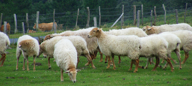 Manech tete rousse sheep in the western Pyrenees, Spanish-French border. Photographed by Susan Walter. Tour the Loire Valley with a classic car and a private guide.