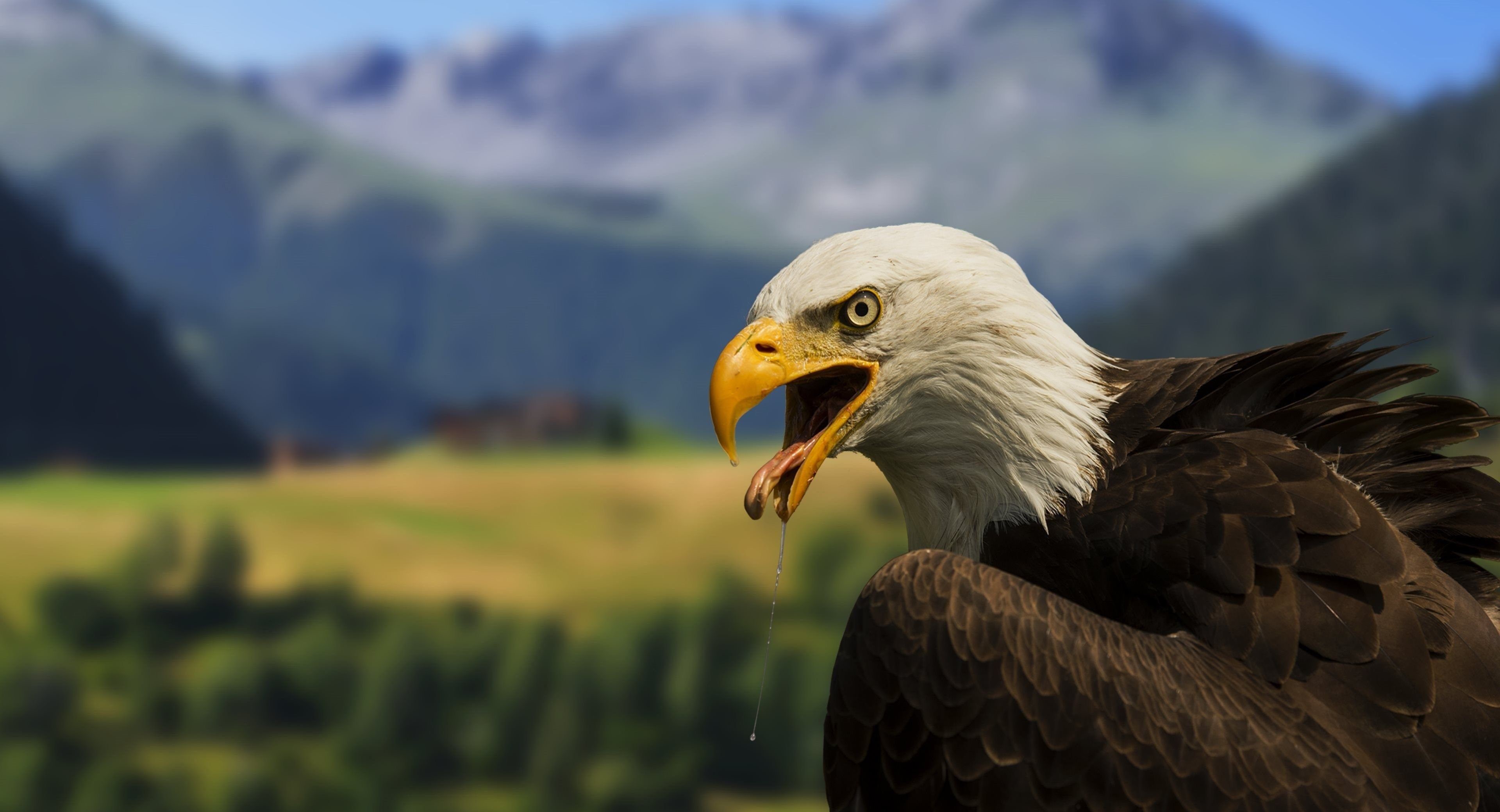 Eagle Wallpapers