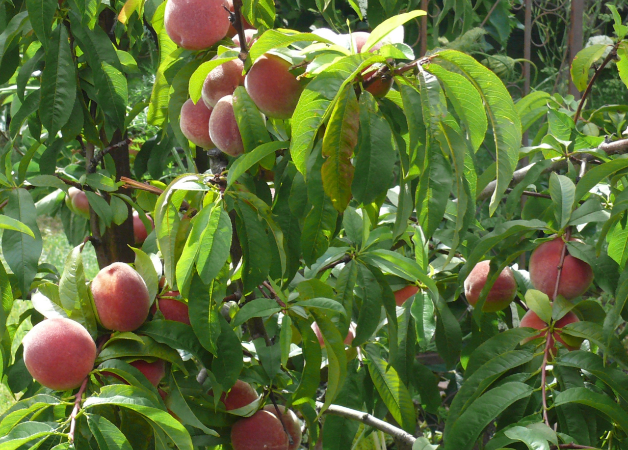 The Food Garden Group Blog Fruit Peaches and Nectarines