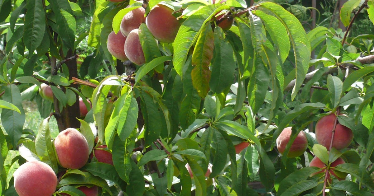 The Food Garden Group Blog Fruit Peaches and Nectarines