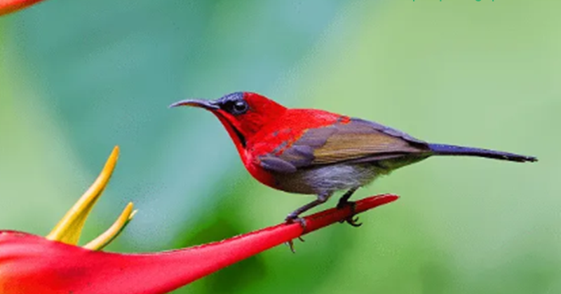 30 Arti Mimpi Tentang Burung Madu Sepat Raja Menurut Primbon Jawa dan