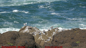 Oregon Seabirds Watching Depoe Bay