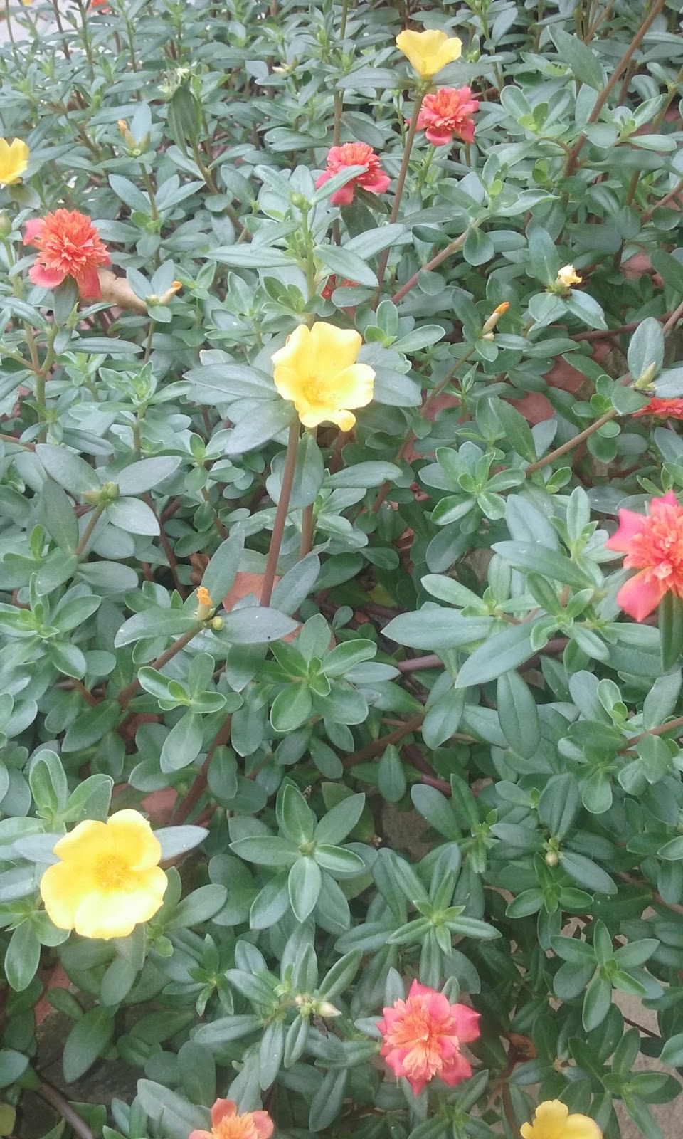 Rose AmarArtes: Onze horas, onze horas amarelas, onze horas vermelhas,  flores, jardinagem , jardim
