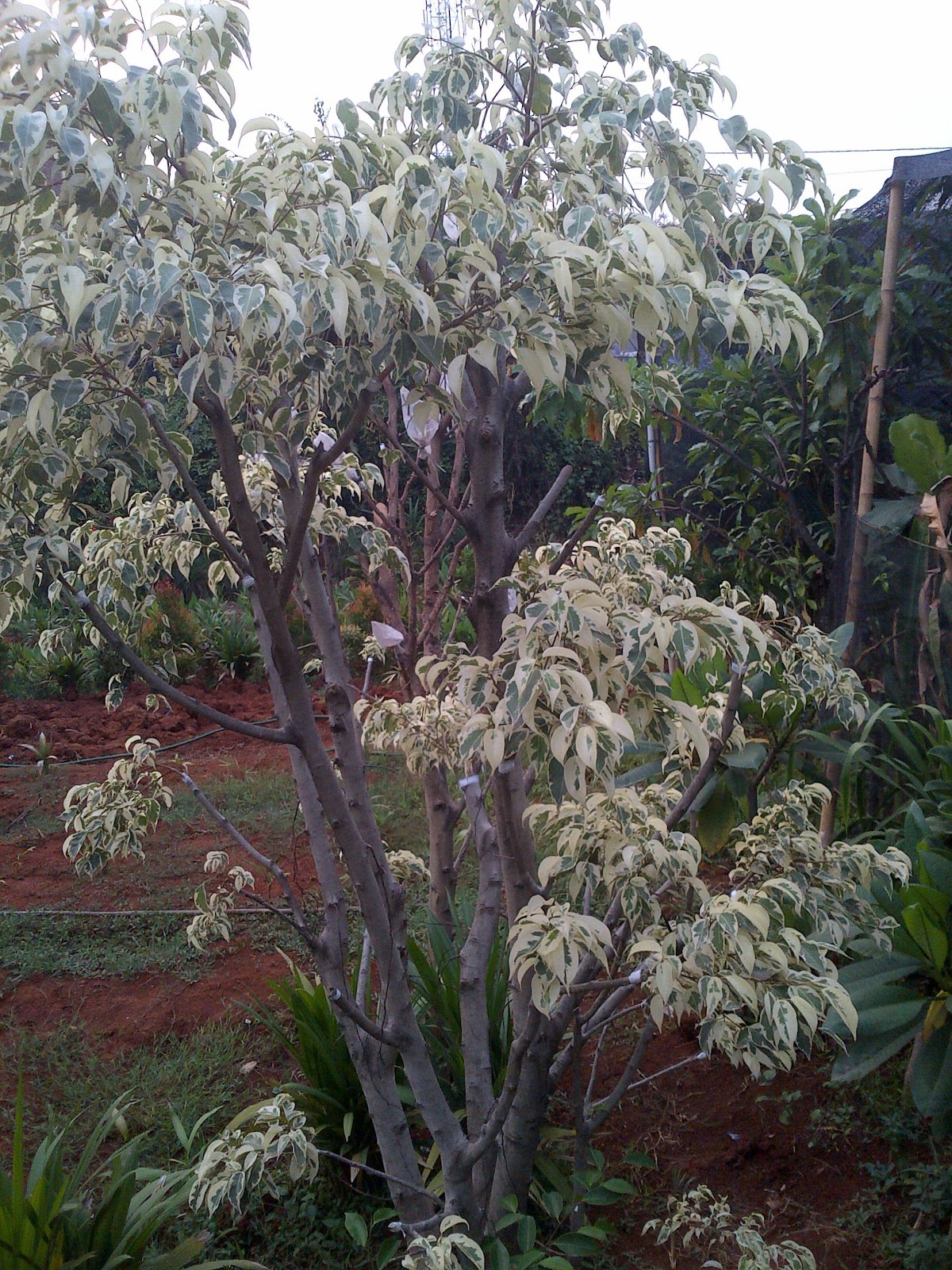 vasaflora: POHON HIAS