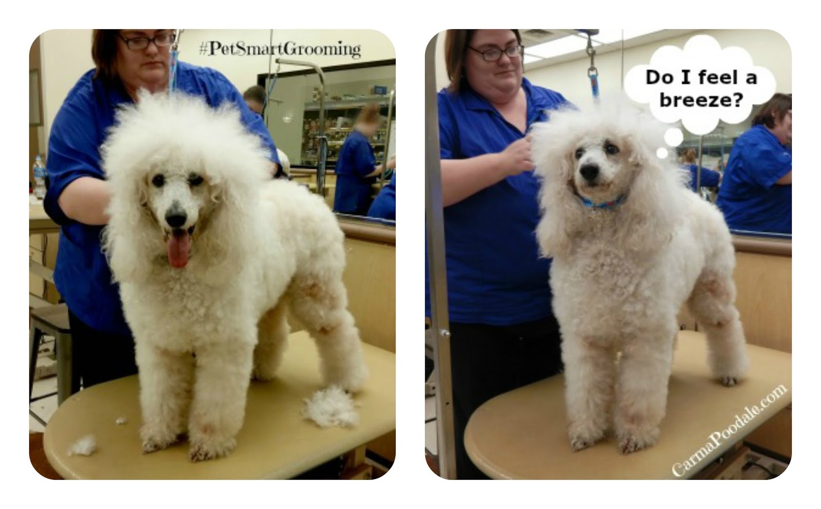 How Much Does A Dog Groomer Make At Petsmart