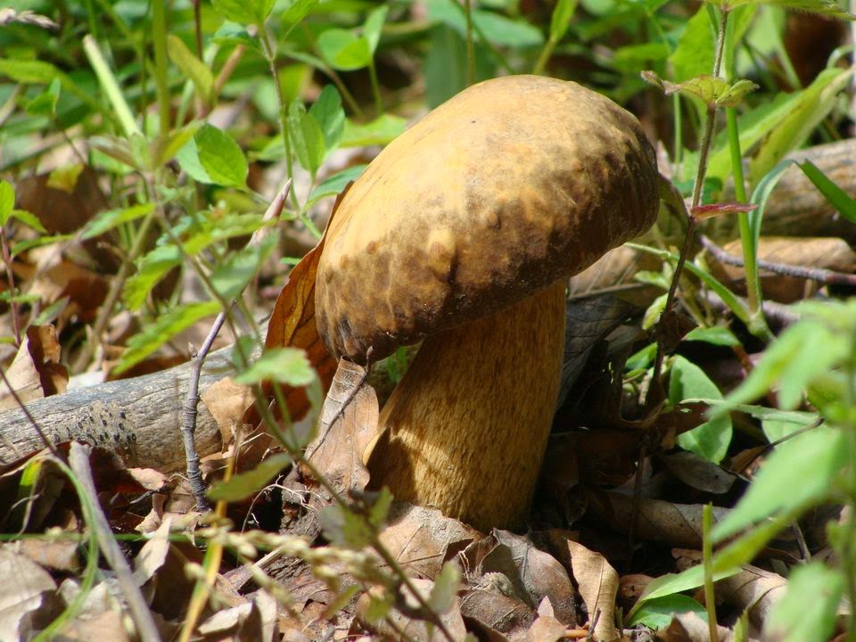 Boletus aereus DSC39997