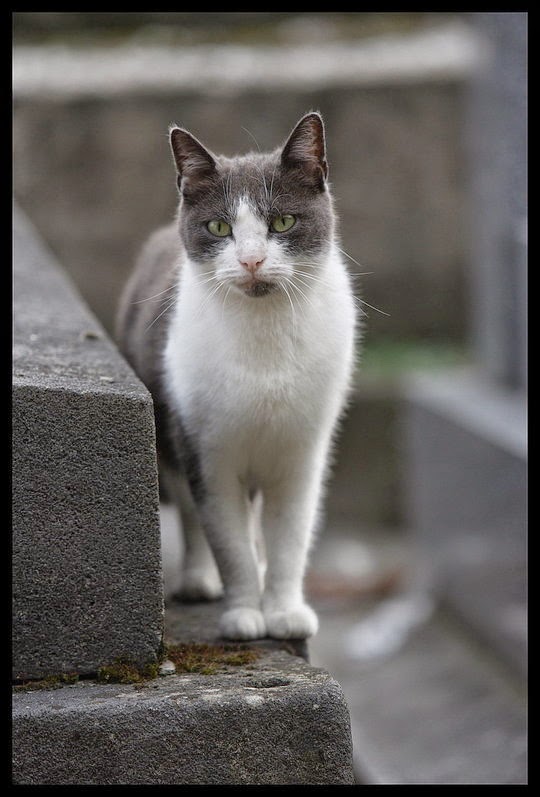 Cat from Paris {France} Traveling Cats Travel Pictures of Cats