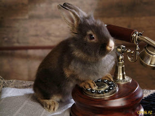  cute baby, Rabbits , bunny, photohgraphy