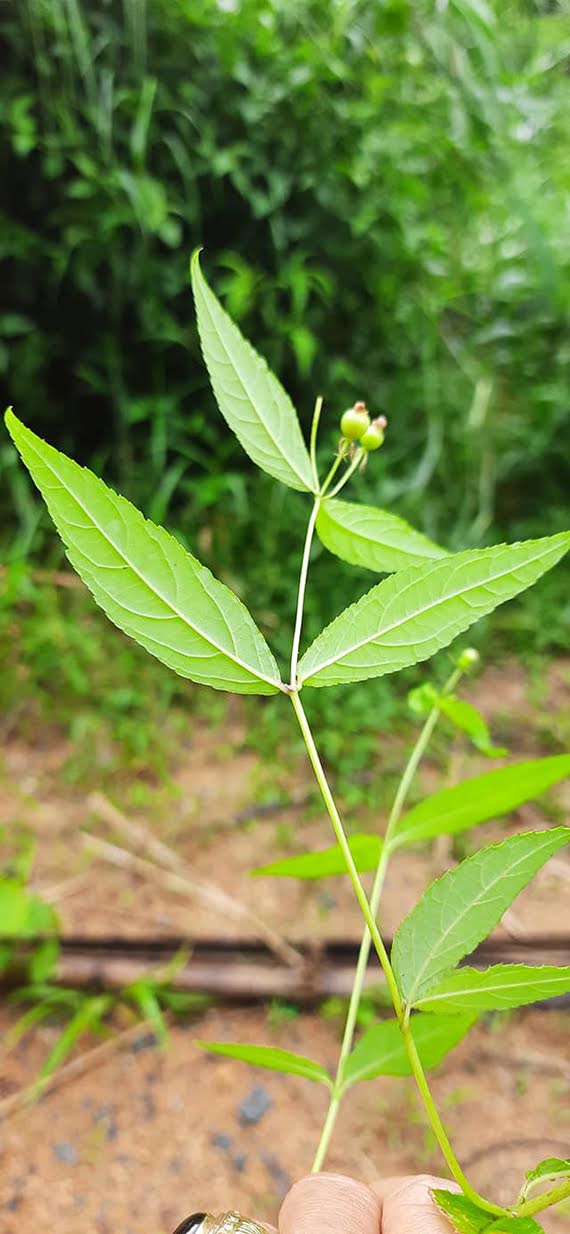 Cyclocodon lancifolius subsp. celebicus