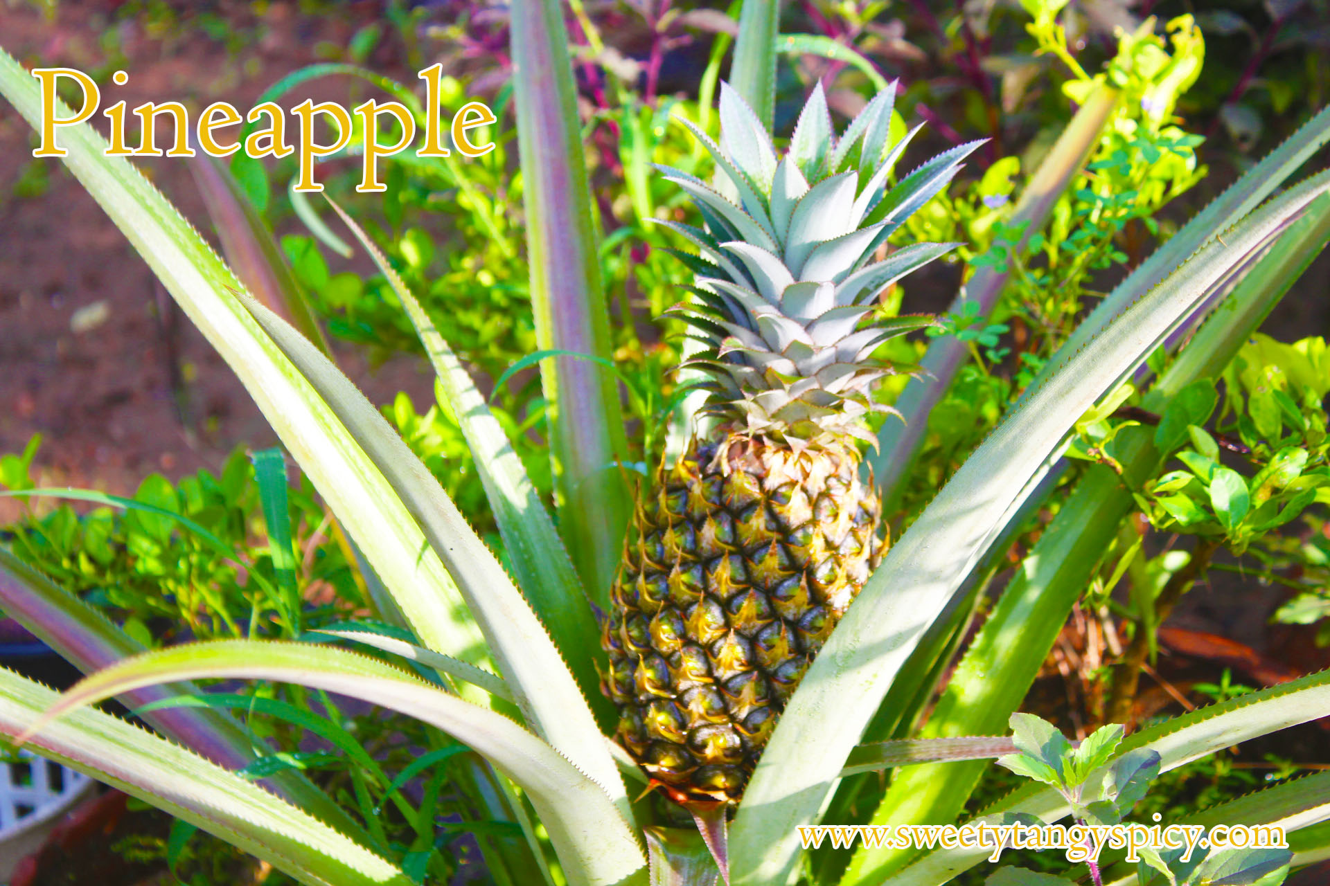 "Pineapple Paradise Exploring the Tropical Allure, Culinary Delights