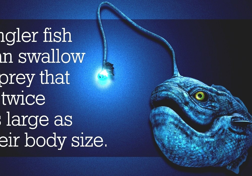 Anglerfish Angler Fish Diet