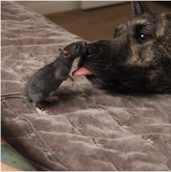 صداقة فريدة من نوعها تجمع بين فأر وكلب