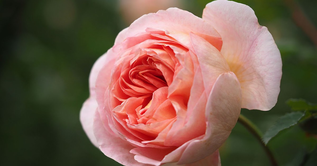 РОЗА Abraham Darby / Rosa 'Abraham Darby'