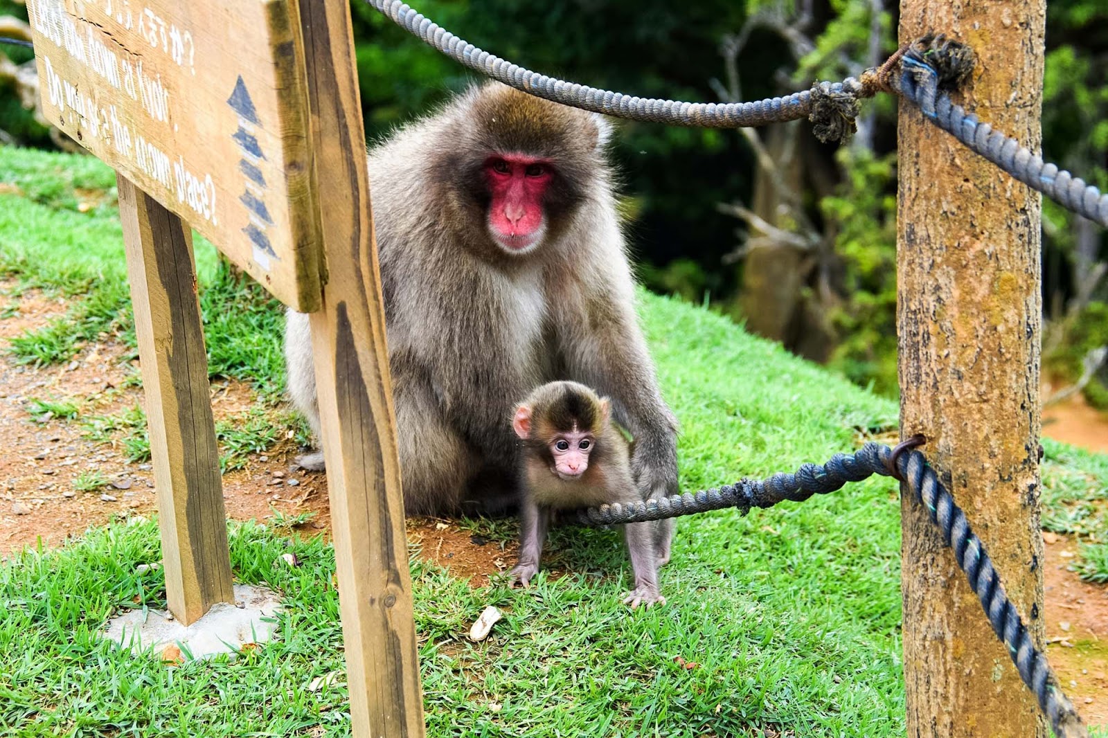 iwatayama monkey park