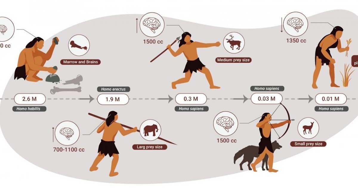 The birth of Modern Man: Humans were apex predators for two million years