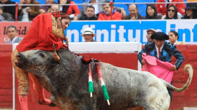 TheRight  baby bull takes out a female matador