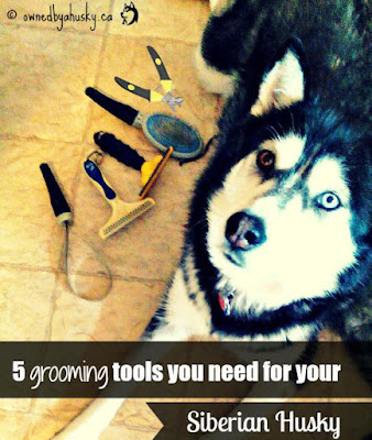 grooming tools for siberian husky