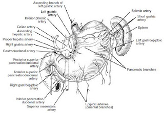 Peptic-Ulcer-Disease-anatomy