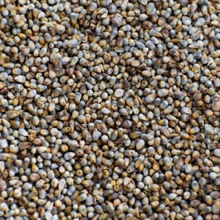 Cultivation of Pearl Millet or Bajra ; Complete Information Guide; Cultivation of Pearl Millet or Bajra ; Complete Information Guide;