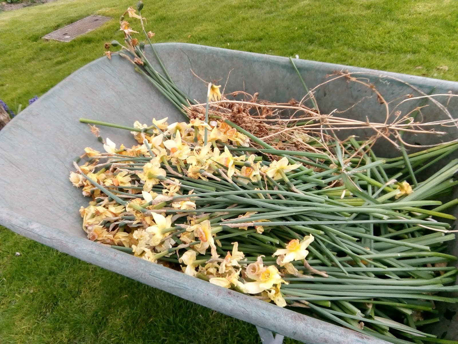 Rachel the Gardener Daffodils why do we deadhead them?