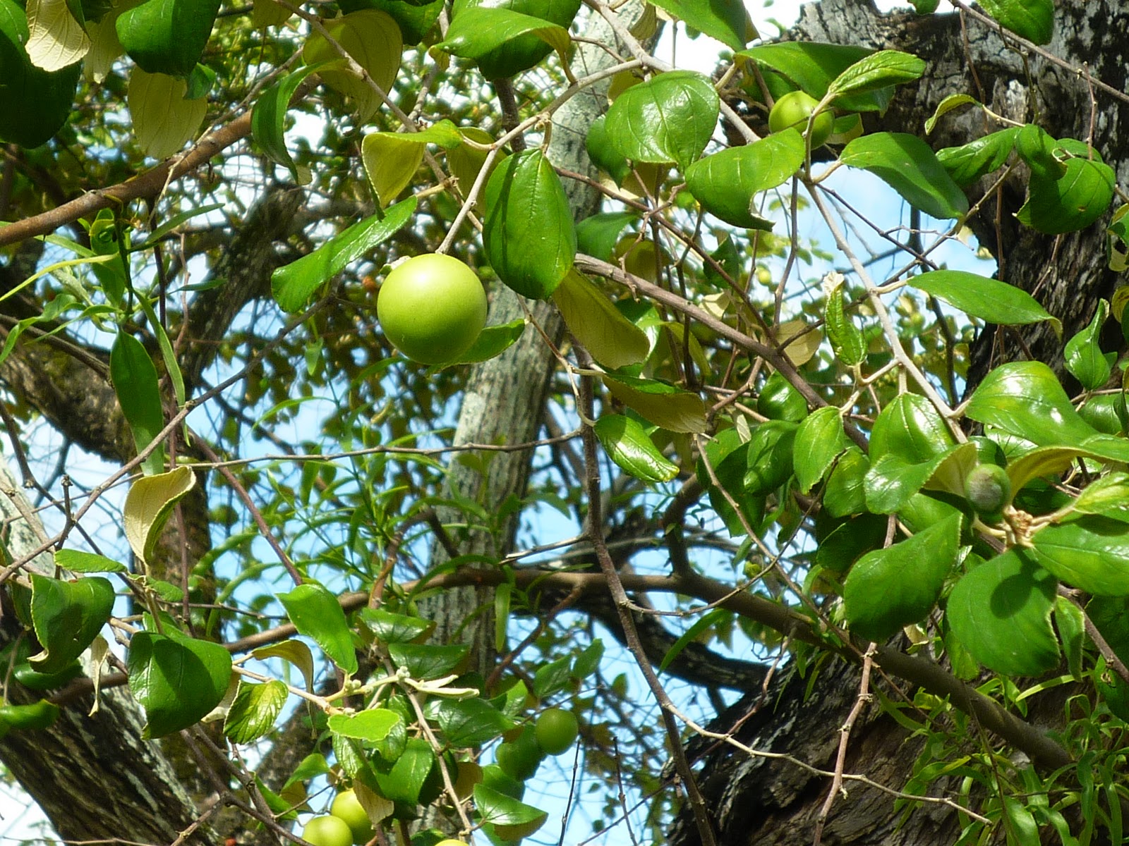 GoGoGuyana: Gardeners' World- the fruit garden
