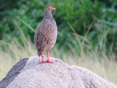 Uganda's Red-necked spurfowl