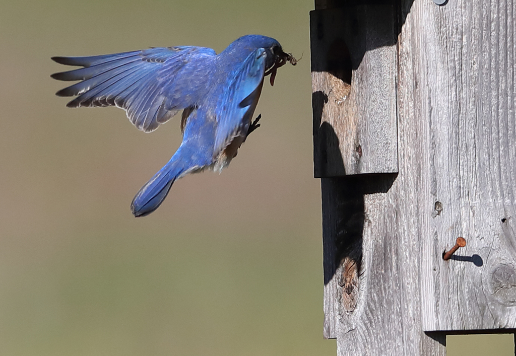 See What I See: Eastern Bluebird