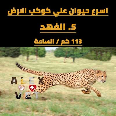 اسرع 10 حيوانات في الارض Cheetah