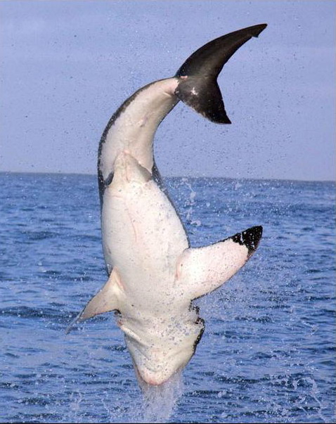 Как какают акулы. Как какают акулы. Как какают акулы. Как какают акулы. Как какают акулы.