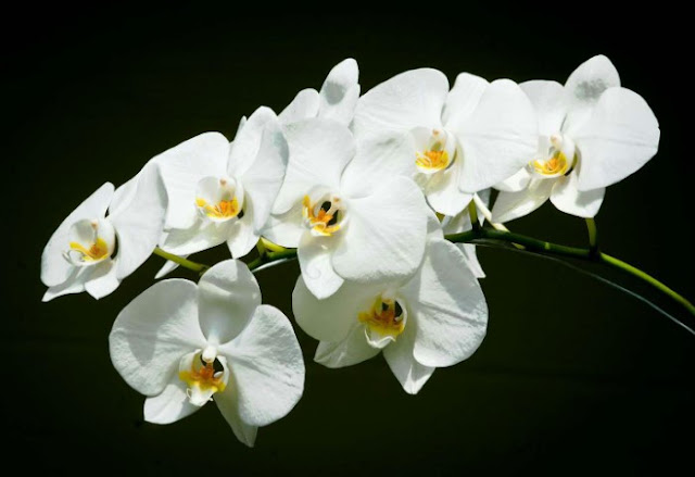 anggrek-bulan-phalaenopsis-amabilis