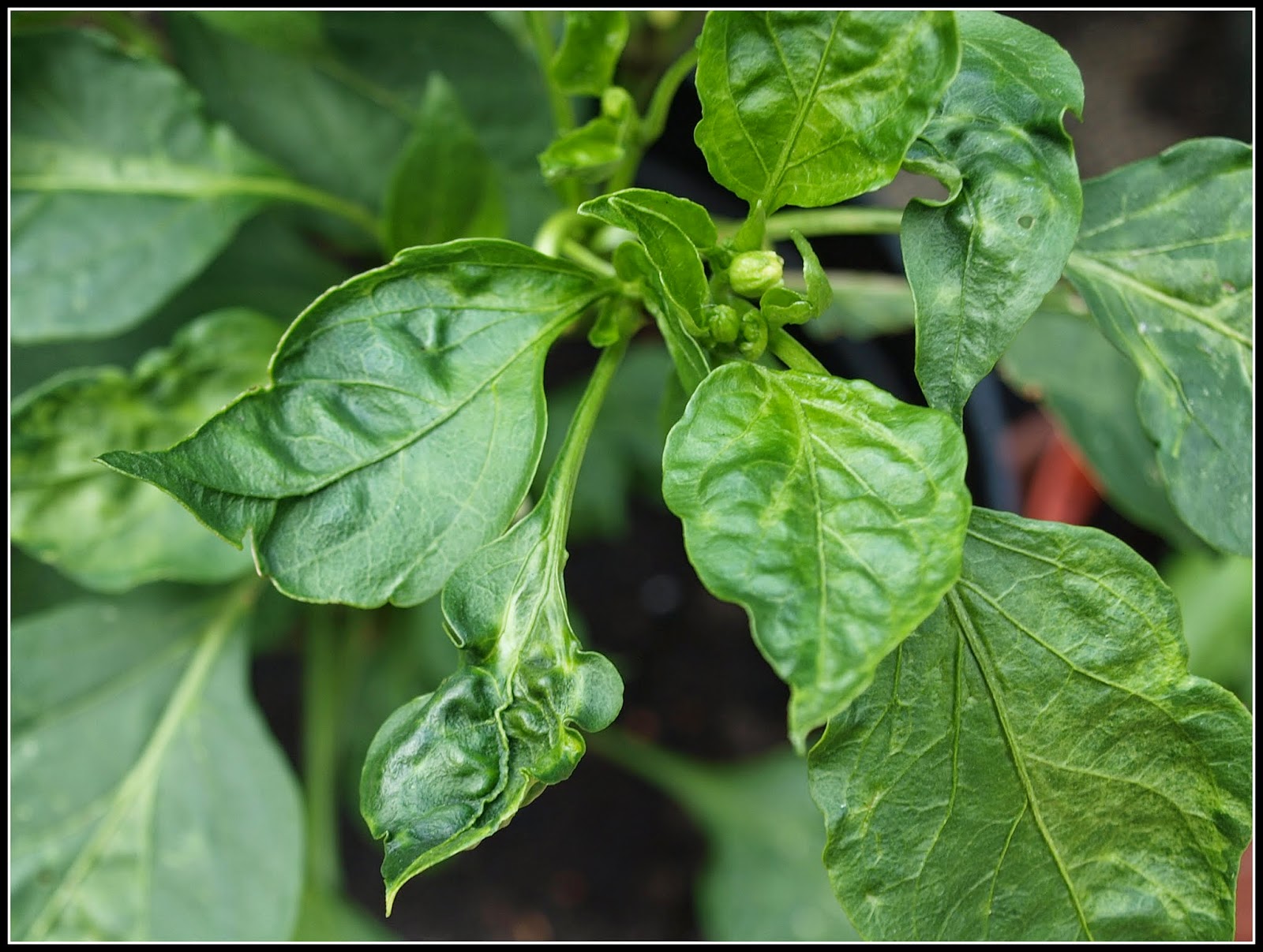 Mark's Veg Plot: Chillis