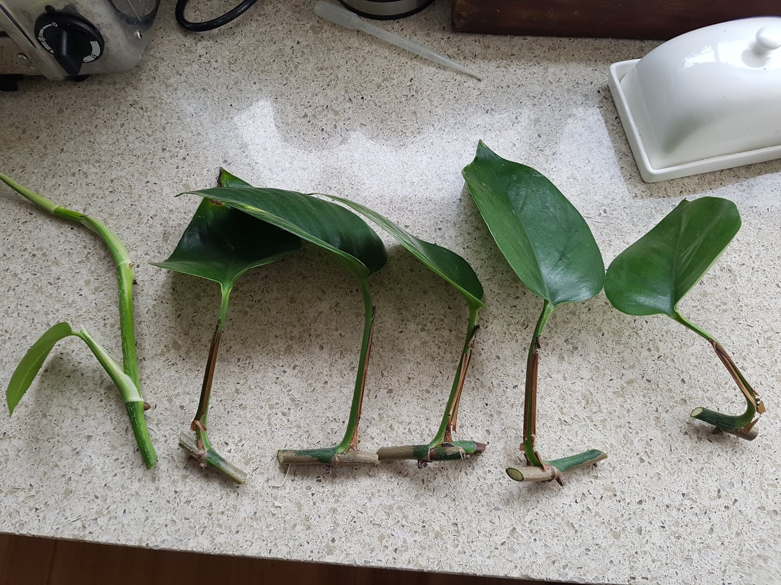 How to Propagate Devil's Ivy in Time for Christmas Presents