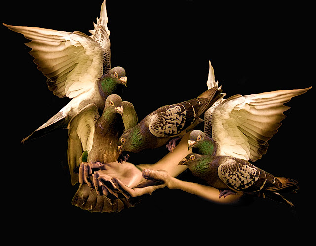 Imagen de unas manos sosteniendo a un grupo de palomas.
