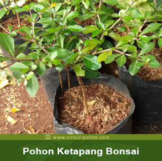 ciri ciri pohon ketapang bonsai