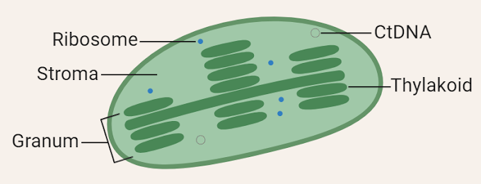 What is the Function of Chloroplast? 