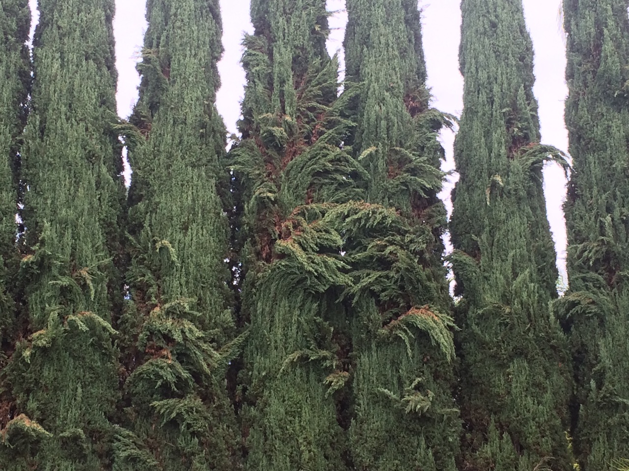 Xtremehorticulture of the Desert Water Italian Cypress Less Often to