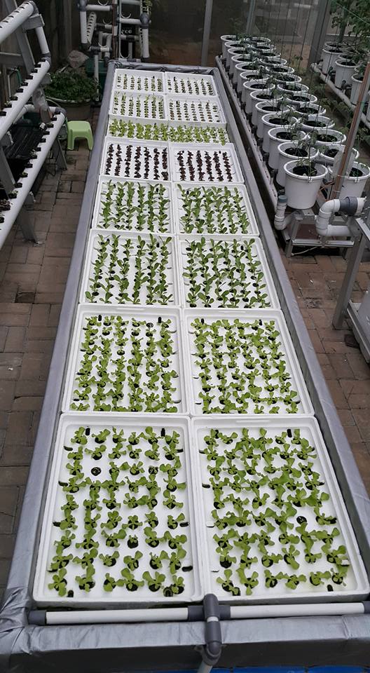 Bibit Pertanian Unggul Hidroponik Sistem Rakit Apung