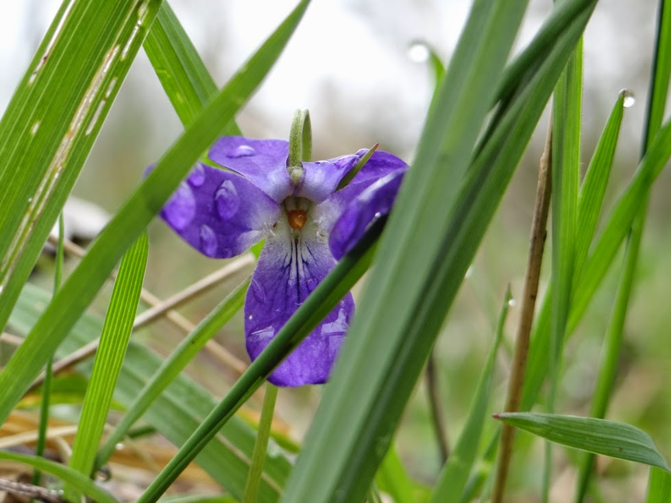 La naissance, timide, du printemps (Tarn, Ph. S.Rouja)