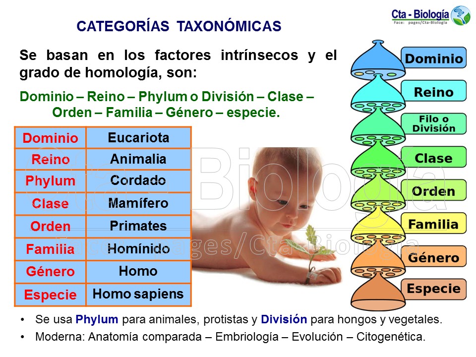 Taxonomias Taxonomia Biologia Realimentacion Images
