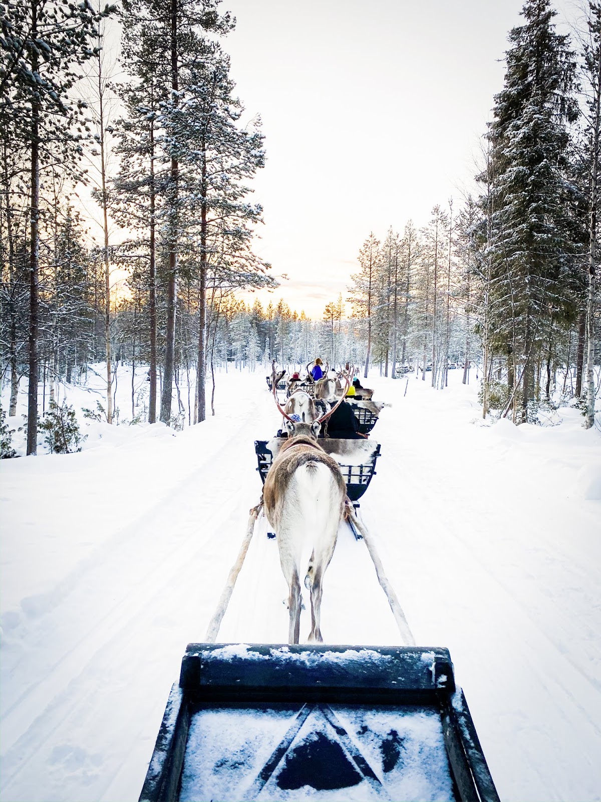 coach trips to lapland uk