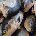 Em comunicado, FVS pede restrição de consumo de três espécies de peixe em Itacoatiara 