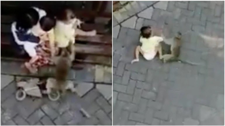Monkey on motorbike tries to steal toddler