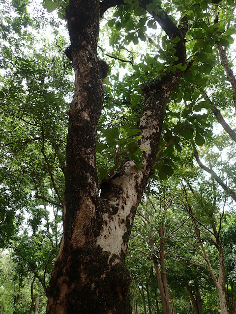 Careya arborea Careya arborea