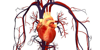 heart veins