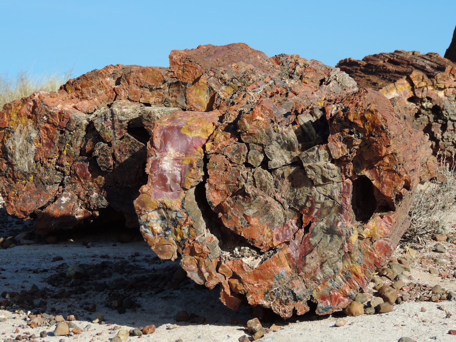 Travel with Kevin and Ruth How does wood turn into rock?? And Sherman