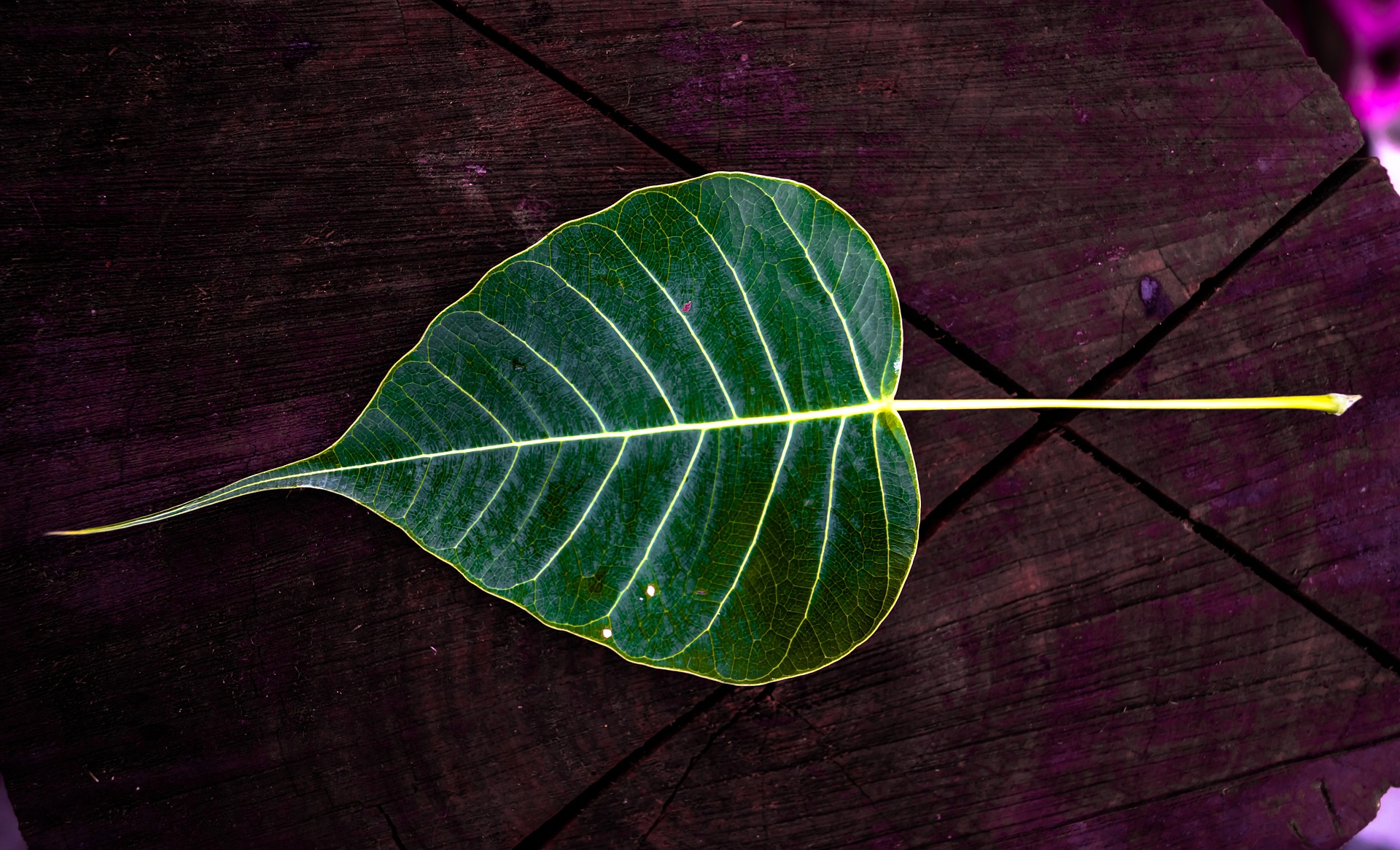 Peepal Tree Benefits Of Peepal Tree peepal-tree-benefits-of-peepal-tree