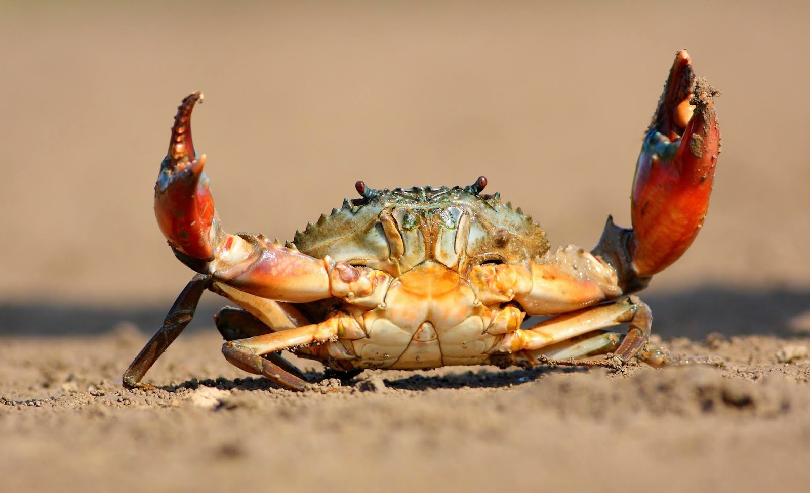 Claws up, its Crab Season