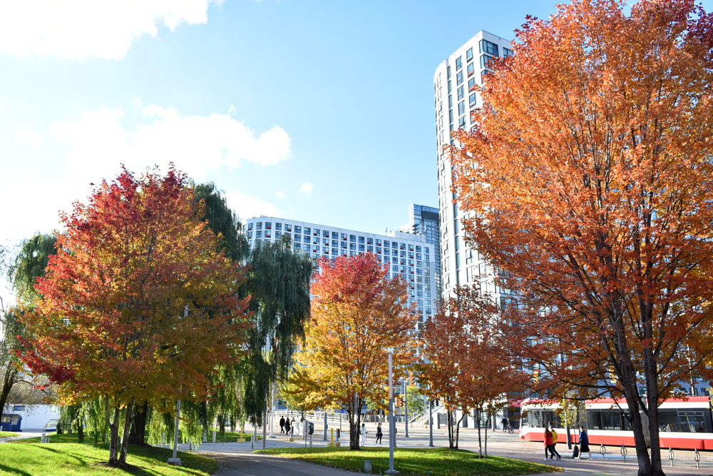 Toronto Grand Prix Tourist A Toronto Blog 2021 Toronto Fall colours